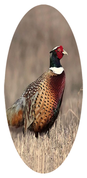 Pheasant